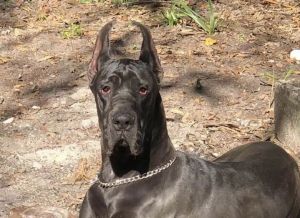 AKC Great dane puppies