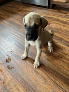 Great Dane puppies