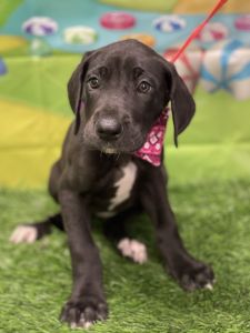 Great Danes forever homes wanted