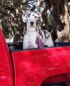 Great Dane Puppies Coming October 2022