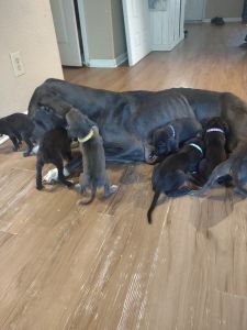 Full Blood Great Dane Puppies