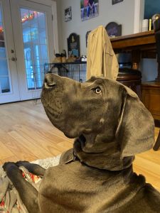 Blue Great Dane