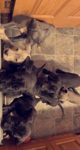 European Great Danes look for their home