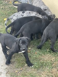 Puppies looking forever home