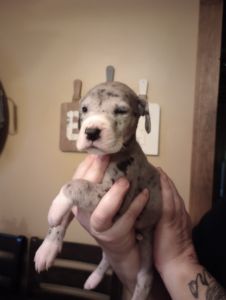 GREAT DANE PUPPIES