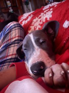 Great dane pups 9/17/22