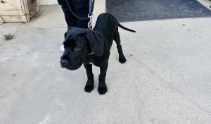 Selling Great dane puppy