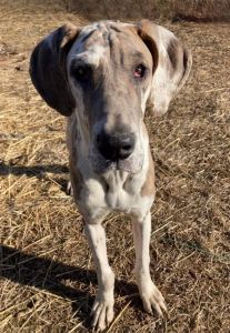 Free to good home- female Great Dane