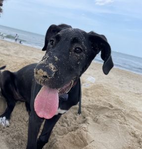 Great Dane Puppy Rehoming