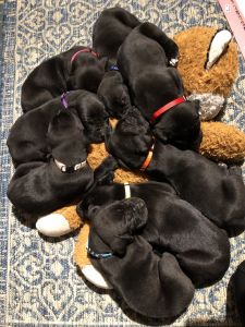 Great Dane puppies