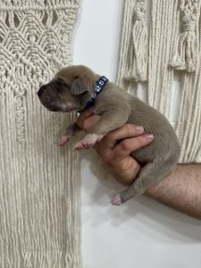 Great Dane puppies available