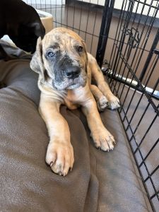 AKc Great Dane puppies