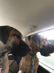 Male and female pups