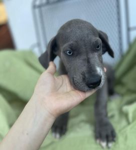GREAT DANE PUPPIES