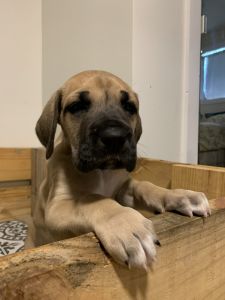 2 Female Great Dane puppies