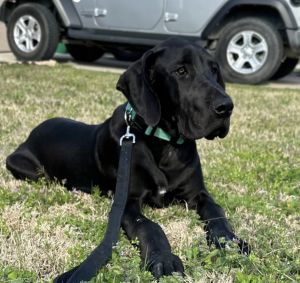 Great Dane 10 months