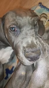 Great dane pup