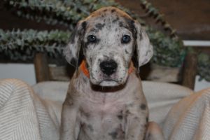 Female Lilac Merle Dane