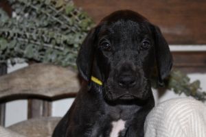 Female Black Dane