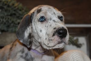 Female Lilac Merle Dane