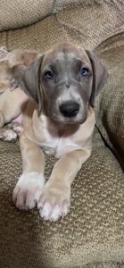 Great Dane puppy