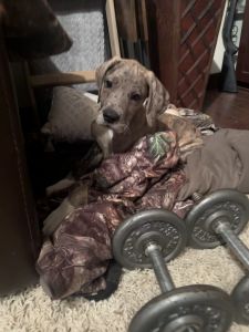 AKC registered Great Danes