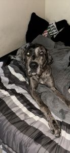 Merle Great Dane