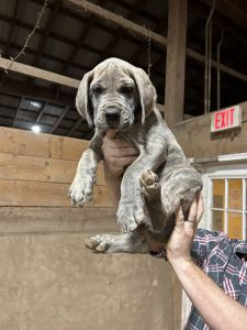 AKC Great Dane puppies