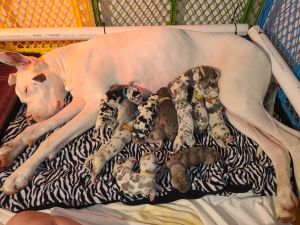 Great Dane Puppies