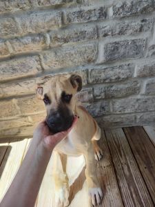 AKC Great Danes Puppies Available Now
