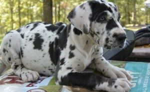 registered great dane puppies