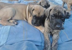 AKC beautiful fawn Great Dane Puppies
