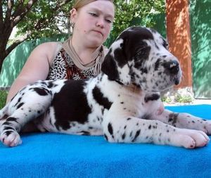 Registered Pure Breed Great Dane Puppies
