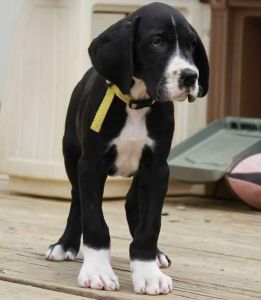 Elegant Great Dane puppies
