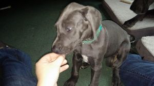 Luna - Akc Blue Great Dane