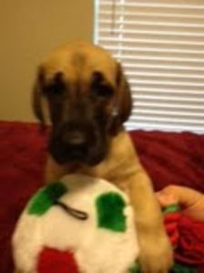 color pure blue danes