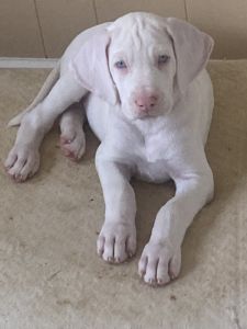 Pure bred American Great Danes