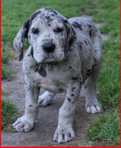 gorgeous female great dane