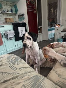 Make Dane harlequin puppy