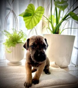 Great Danes puppies for sale