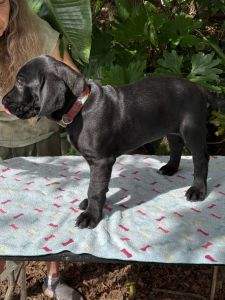 Affectionate boy Great Golden Dane