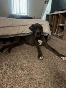 Unneutered Great Dane - just turned 1