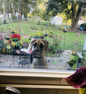 15 month Great Dane Puppy