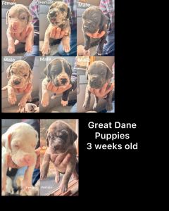 Great Dane Puppies 3 Weeks Old | Gentle Giants In The Making!