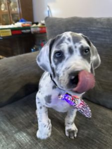 Great Dane puppy