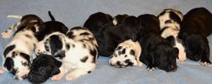 Marvelous Male/female Great Dane Puppies For Sale.