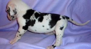 Great Dane Akc For Sale!