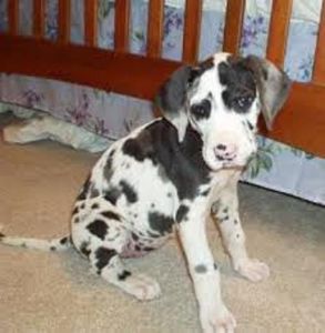Purebred Great Dane puppies