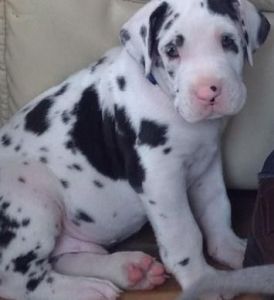 Beautiful Great Dane puppies