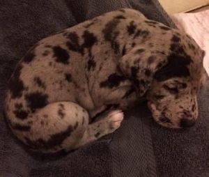 Cute male Great Dane puppies
